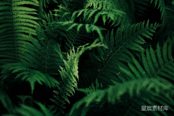 高清摄影 绿叶植物