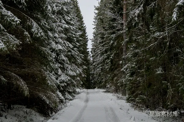 被高大松树环绕的积雪覆盖的道路