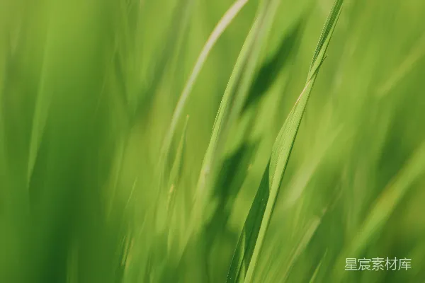 高清摄影 在特写摄影中，绿色的草地