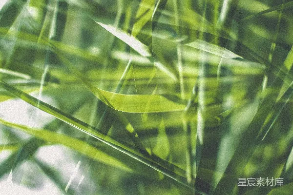高清摄影 一株绿叶植物的特写