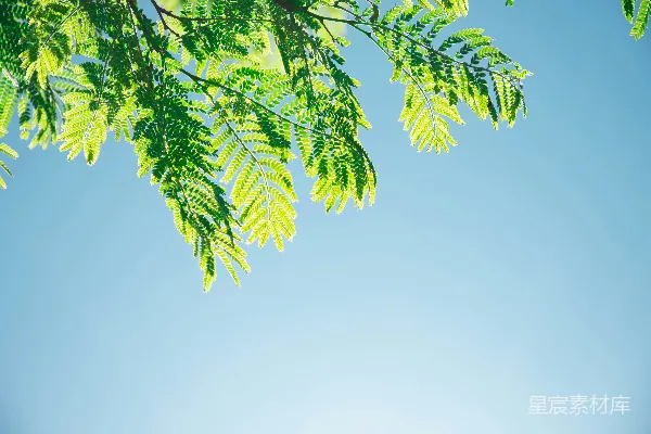 高清摄影 白云下的绿叶