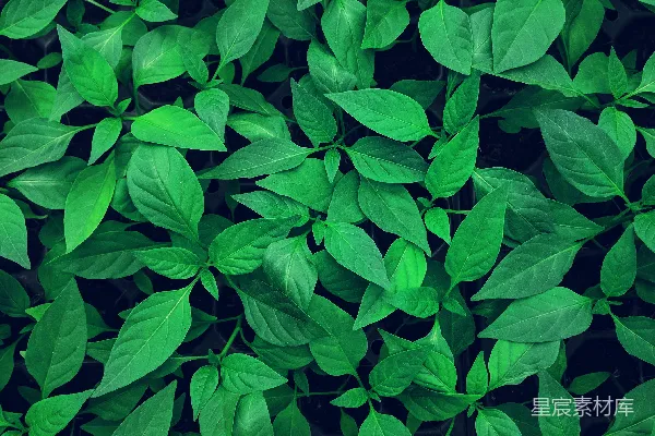 高清摄影 绿叶植物的特写摄影