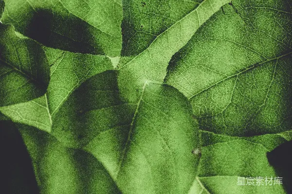 高清摄影 绿色植物的叶子