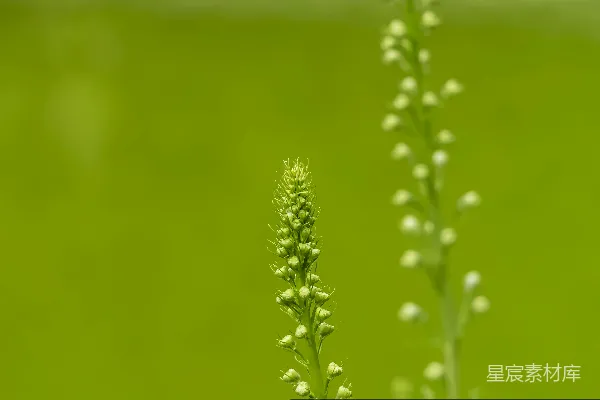 高清摄影 一株植物的特写