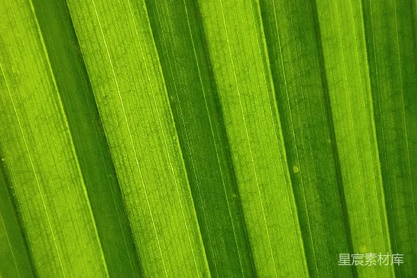 高清摄影 一张树叶的特写照片