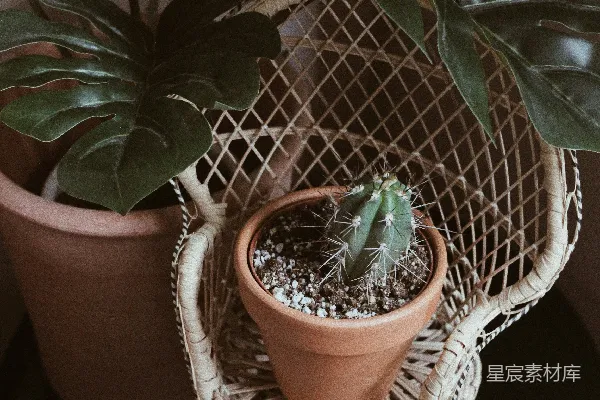 绿色的盆栽植物放在棕色的泥 pots 中