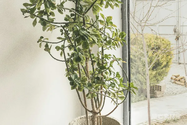 绿叶植物