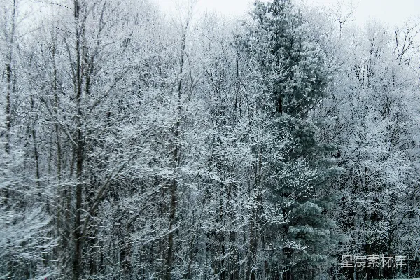 覆盖着白雪的森林里有许多树木