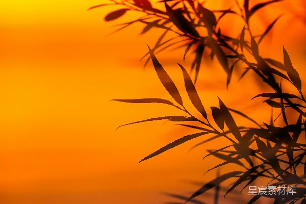 高清摄影 一株植物的特写镜头，背景是夕阳。