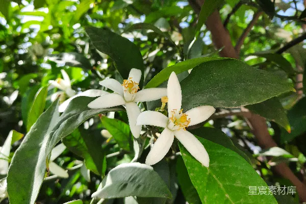 高清摄影 一些花朵的特写