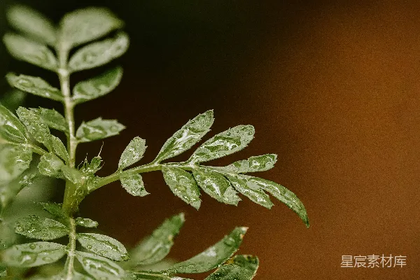植物上的一处特写镜头，可以看到上面有水滴。
