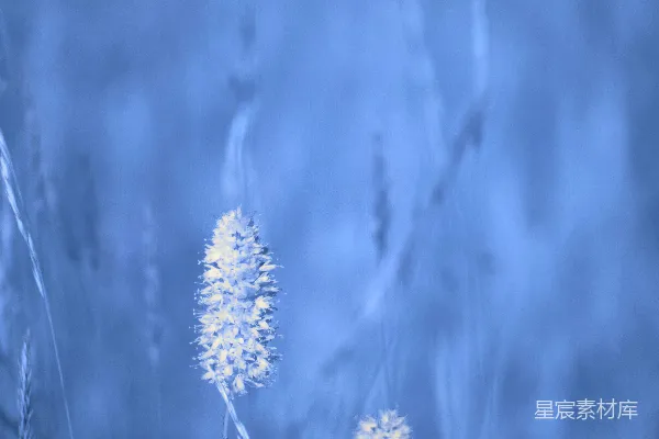 两朵白花在蓝色的田野中。