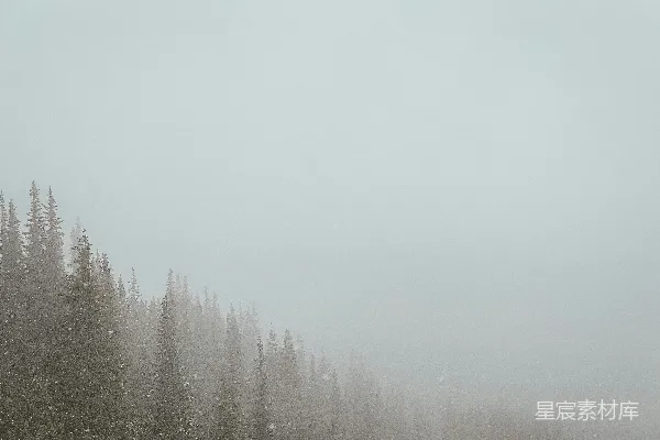 树丛间的浓灰色雾气