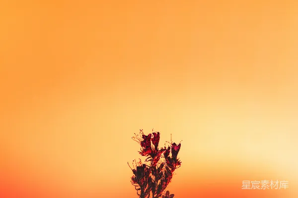 高清摄影 橙色背景中的红花