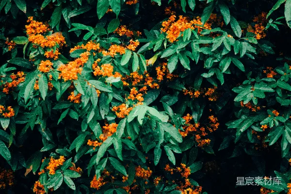 高清摄影 橙色花瓣的花