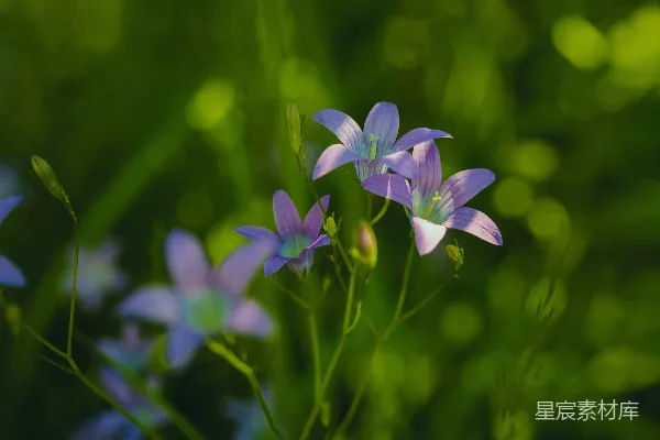 一群紫色的花坐在郁郁葱葱的绿色田野上