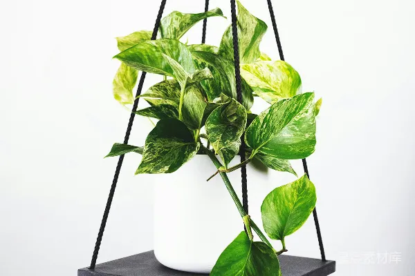 绿色植物放在白色花盆里