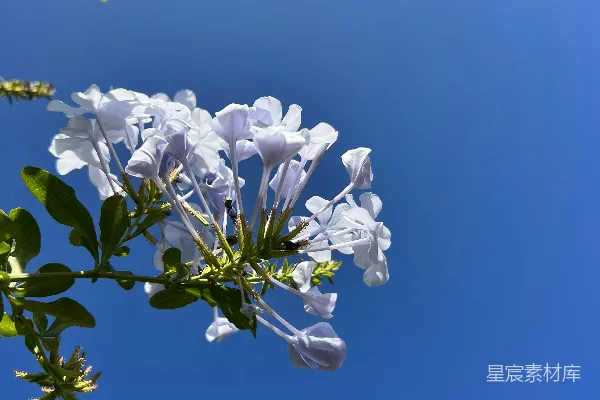 蓝天下的白花与绿叶