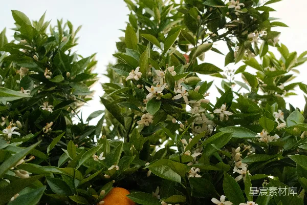 高清摄影 树上的橙色果实和白色花朵