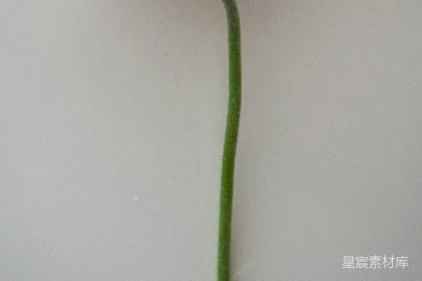 高清摄影 一朵黄色的花在白色表面上