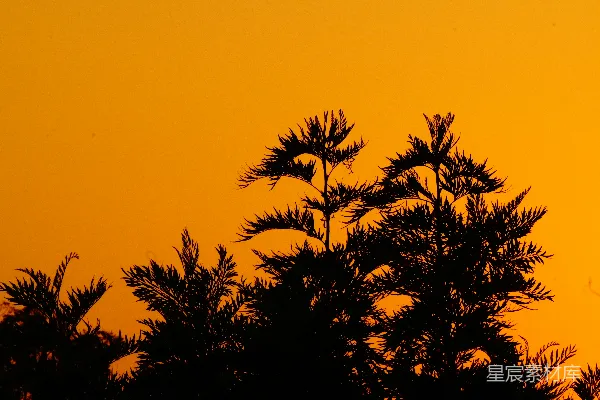 高清摄影 夕阳下的棕榈树剪影