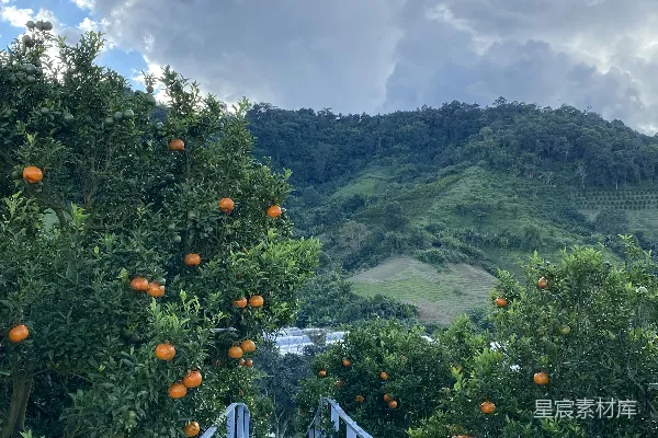高清摄影 一条通往橙园的木制小路
