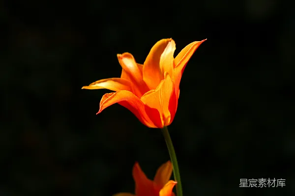 高清摄影 橙色花瓣的花