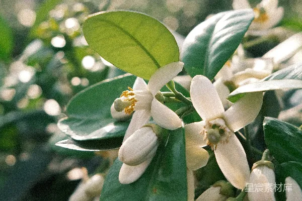 高清摄影 白花在绿叶枝上。