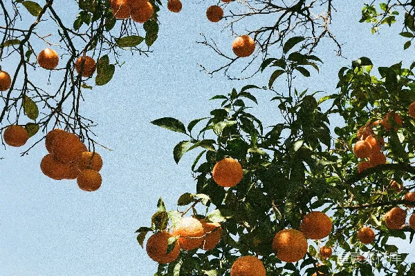 高清摄影 一棵树上挂满了橙子，在蓝天的映衬下。