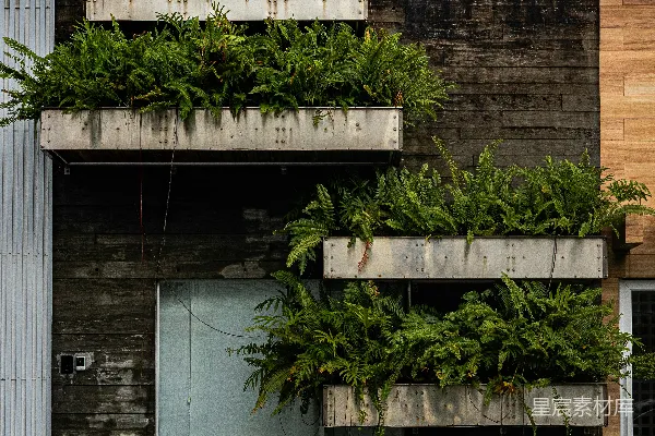 带有鲜艳绿色蕨类植物盆栽的混凝土建筑外墙。