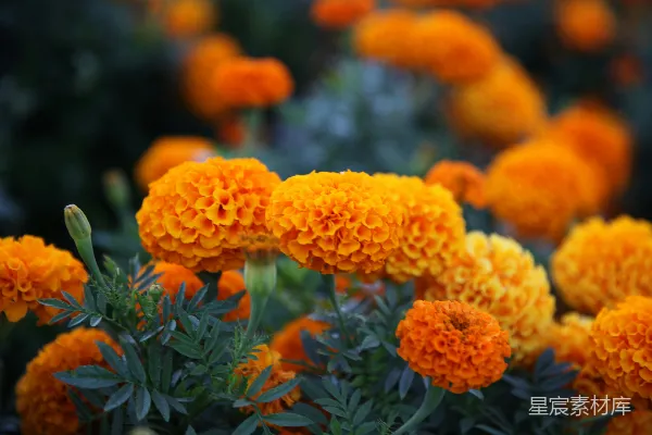 高清摄影 橙色的花和绿叶