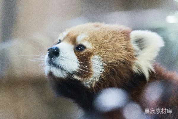 一只棕色和白色的熊猫熊的特写镜头