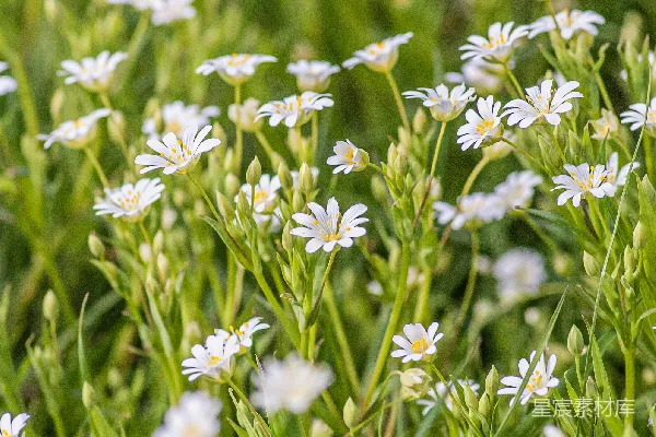 绿色草地上一片片小白花的田野。