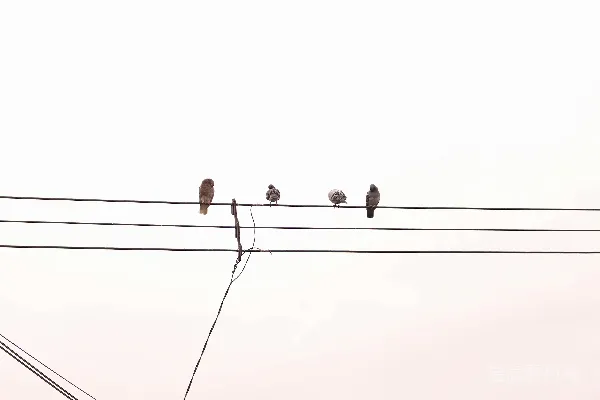 一群鸟坐在电线杆上