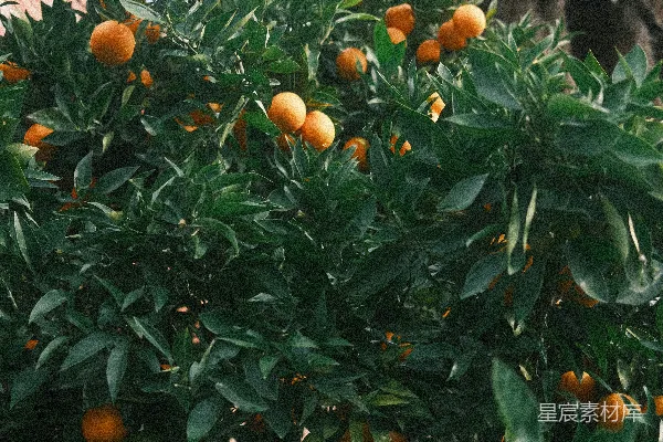 高清摄影 树上的橘子