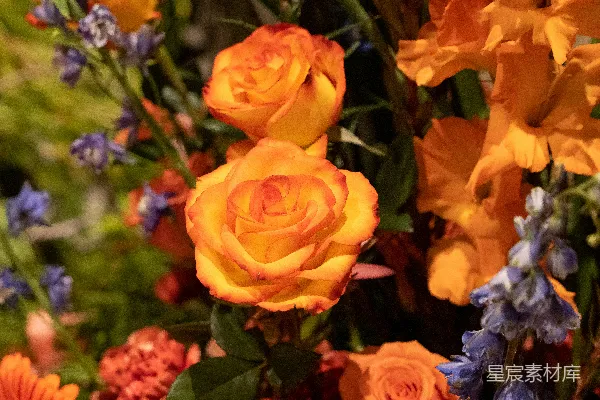 高清摄影 一簇生长在草地上的花。
