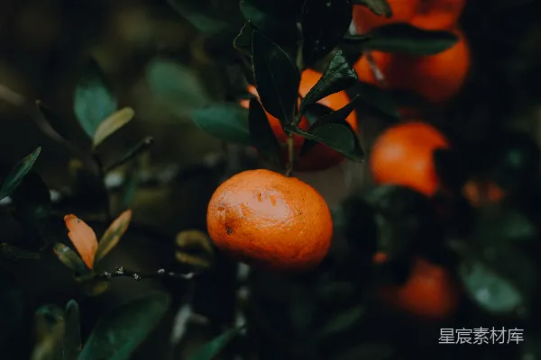 高清摄影 一串挂在树上的橙子