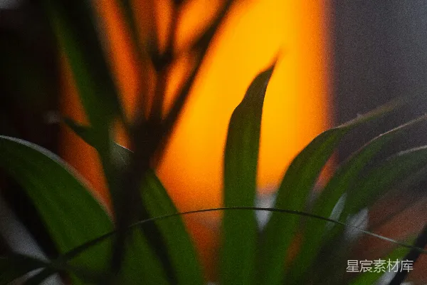高清摄影 在近景摄影中拍摄的绿色植物