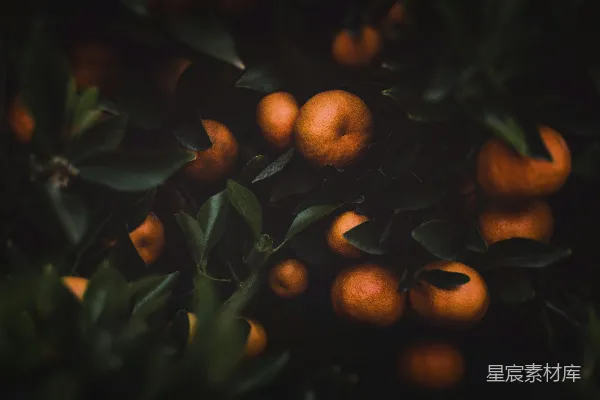 高清摄影 一串挂在树上的橙子