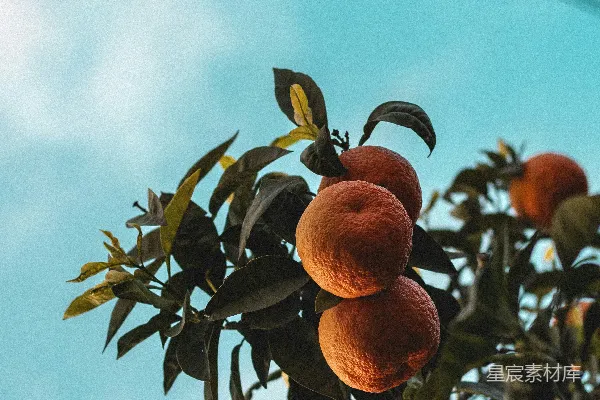 高清摄影 一树熟透的桃子挂满枝头