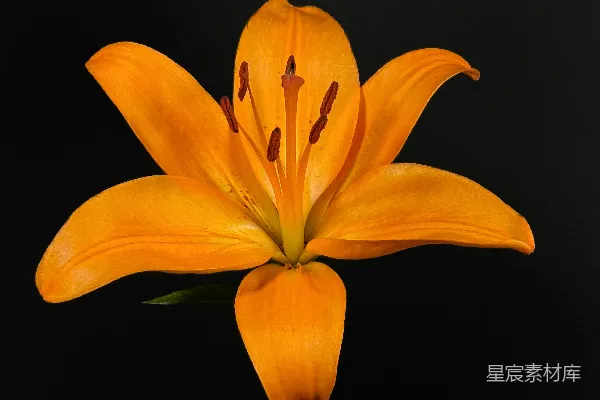 高清摄影 一朵黄色的百合花在黑色背景上