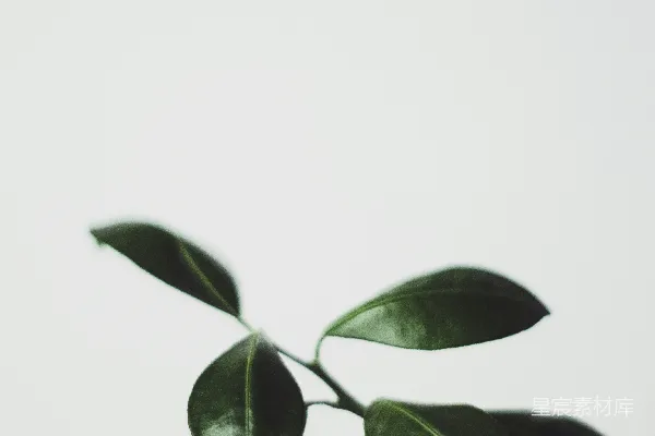 高清摄影 绿色叶子植物的特写摄影