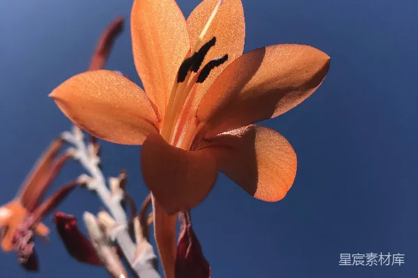 高清摄影 白天盛开的橙色百合花