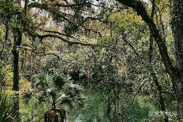 高清摄影 绿色树木的风景摄影