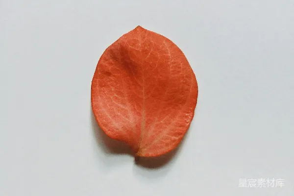 高清摄影 一片橙色的叶子在白色表面上