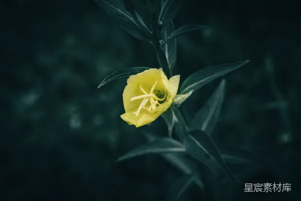 一幅暗背景上有一朵黄色花朵和绿色叶子的画面
