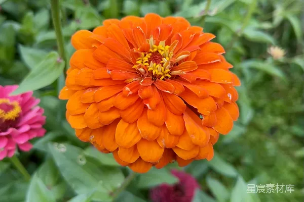 高清摄影 一朵花的特写