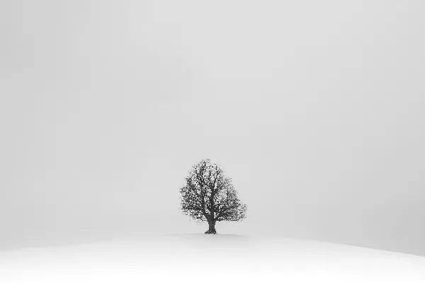 黑树白雪田
