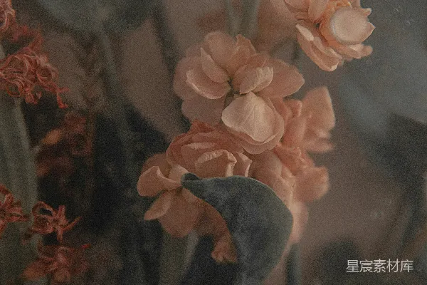高清摄影 粉白相间的花朵在特写摄影中
