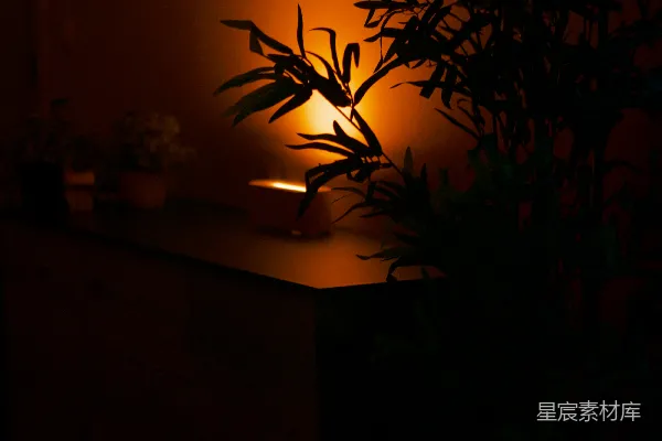 高清摄影 一株植物放在木制梳妆台上